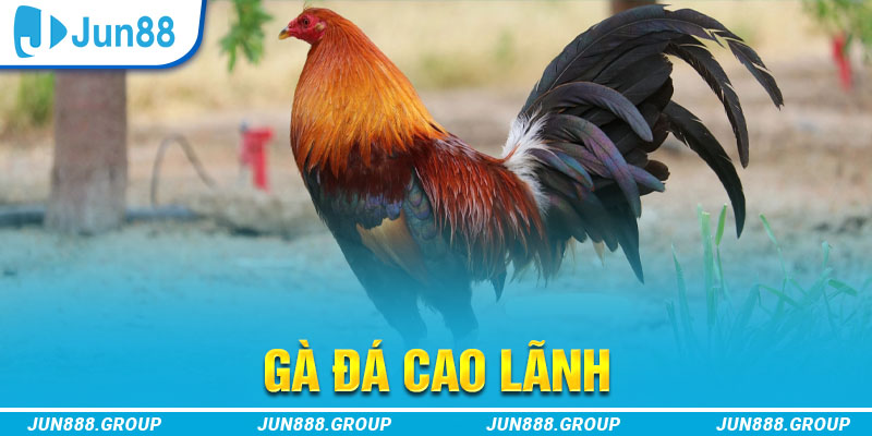 nbet casino là gì